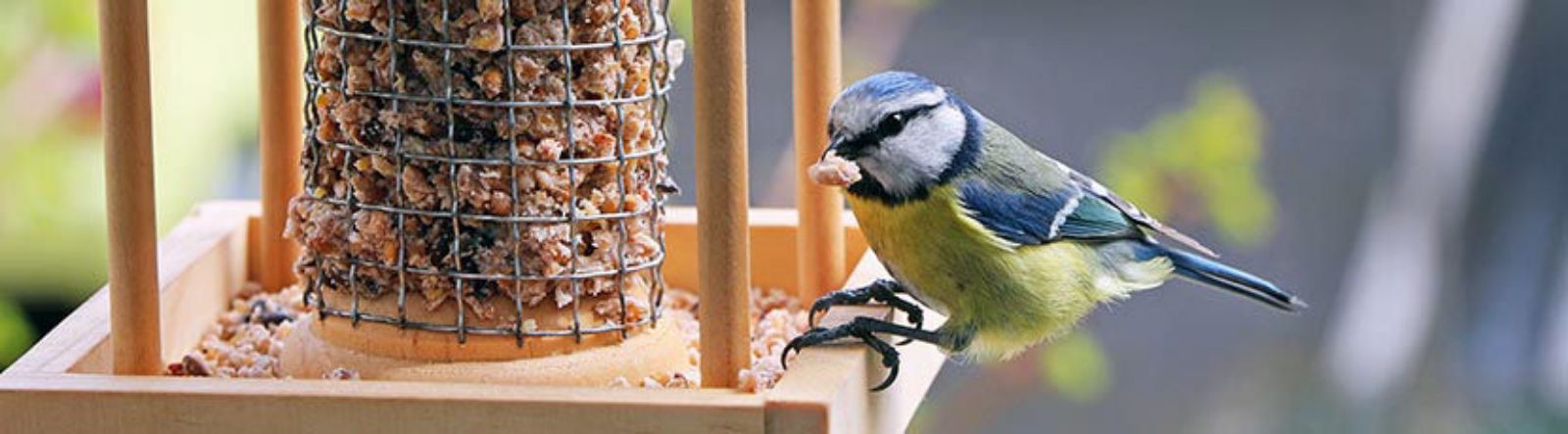 Prenez soin des oiseaux du jardin